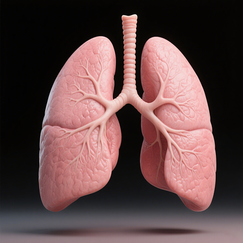 Lung Health Issues? These Problems Need Attention